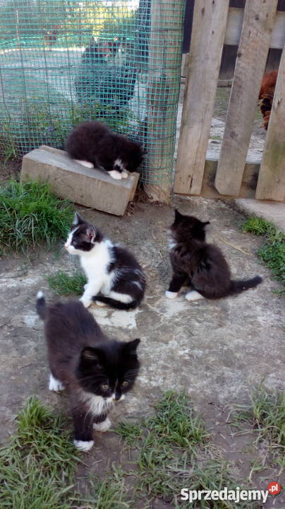 oddam małe kotki małą odpłatnością podkarpackie
