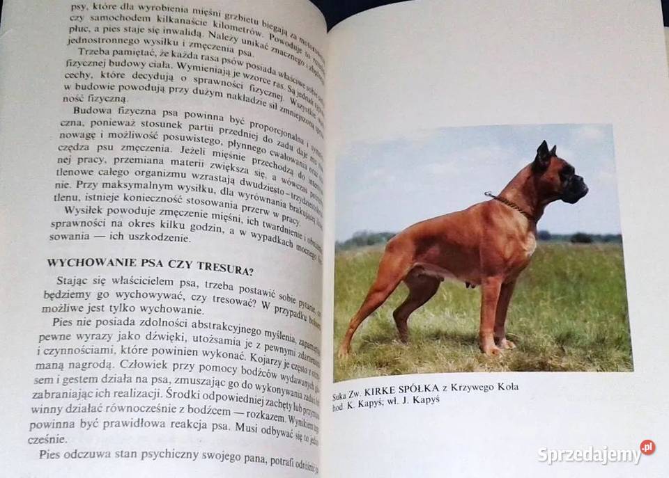 Boksery Jerzy Kapyś Rok wydania 1996 Chełm