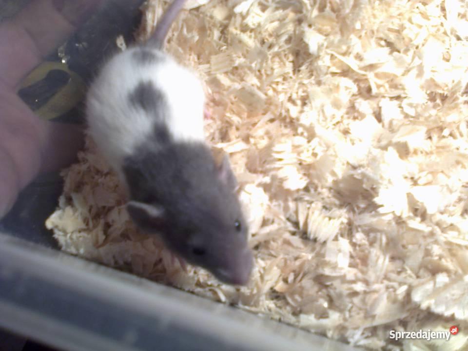 Szczury Dumbo Irish Rex i Standard Jastrzębie sprzedam