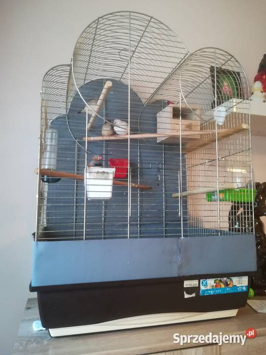 Ptaszki Zeberki samiczki i 1 samiec