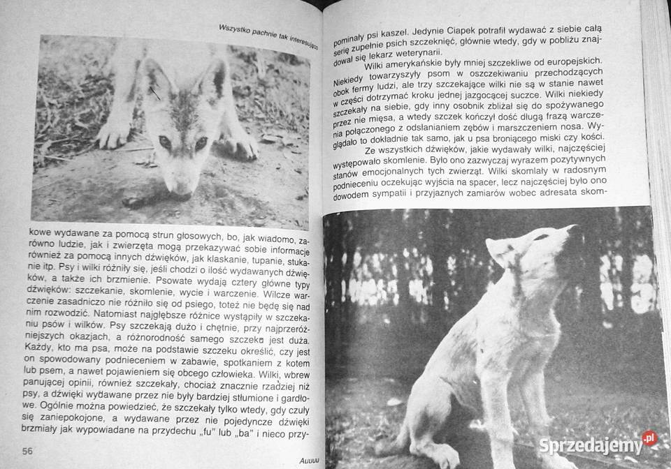 Pies czy wilk Krystyna Chwedeńczuk Pozostałe Chełm