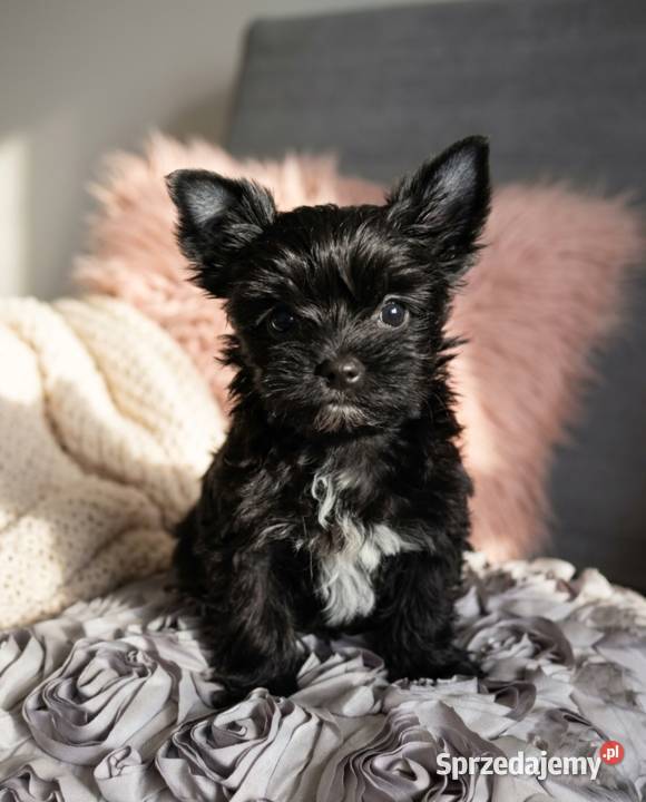 Yorkshire Terrier czarna sunia York dolnośląskie Trzebnica