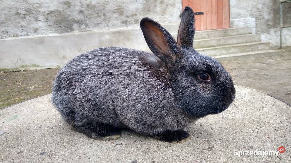 Króliki mieszańce WJS z wiedeński Szynwałd