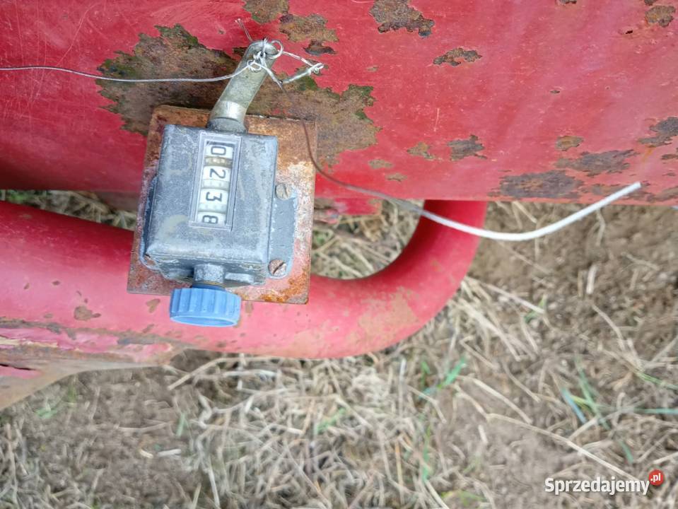 Sprzedam prase kostke Skronina sprzedam