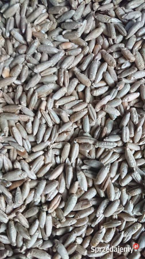 Żyto ozime Wiązownica-Kolonia