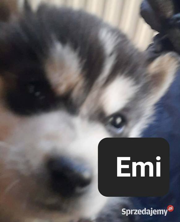 Dostępne szczeniaki rasy Syberian husky pomorskie Reda