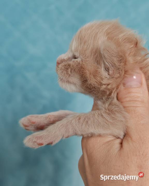 Kocurek Maine Coon Blue Aura Maine Coon Wrocław