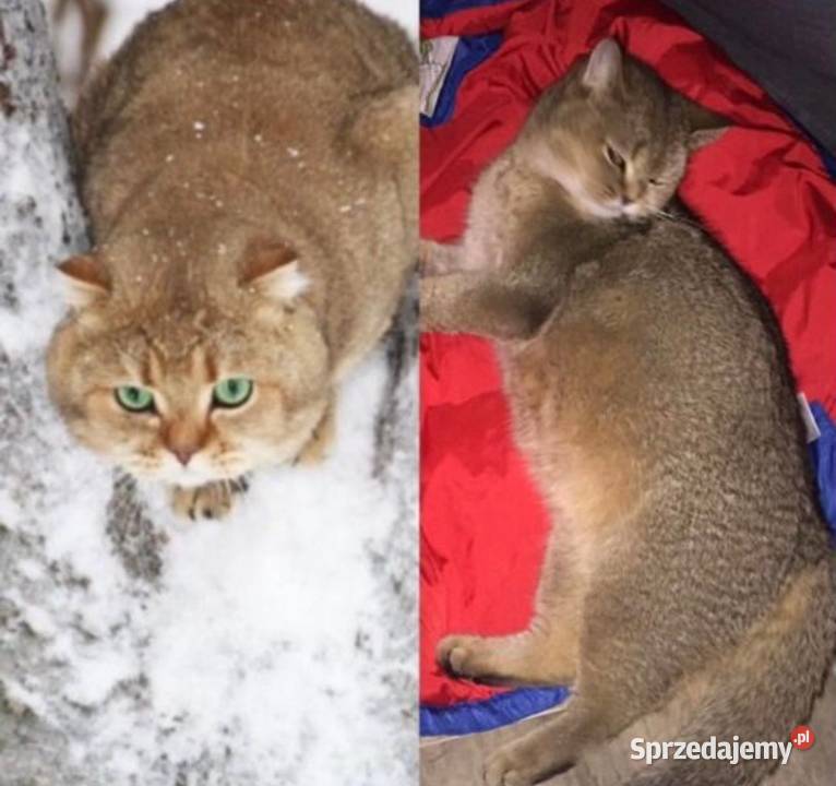 Kocurek rasy Scottish Fold krótkowłosy czeka małopolskie sprzedam