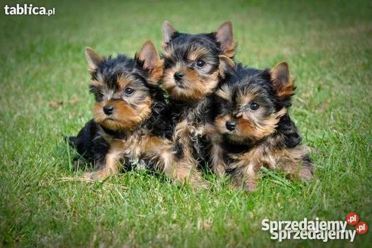 yorki szczeniaki Złotów sprzedam