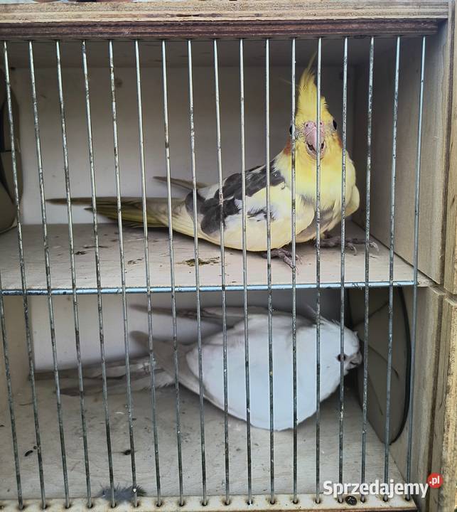 Nimfy 2025 wielkopolskie Prusim