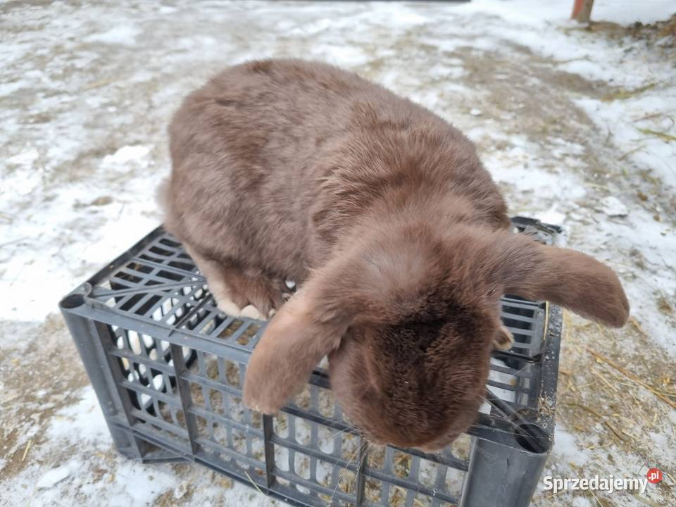 Kroliki baran francuski burgundzkie Garwolin