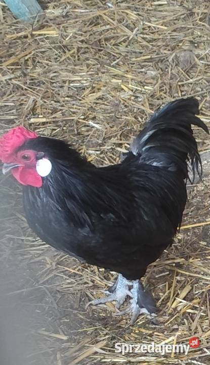 Koguciki cwerki wielkopolskie Kościan