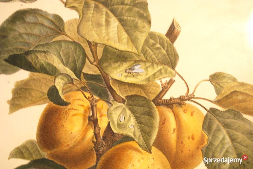 BESSA Pancrace akwatintowa rycina z owocami Poznań