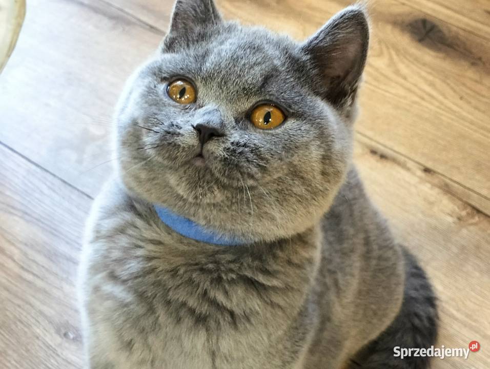 Śliczny kocurek niebieski Rodowód Międzynarodowy Łódź