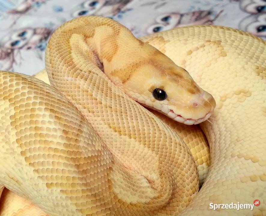 Fire Lesser Clown Python regius 25 letnia SAMICA Warszawa