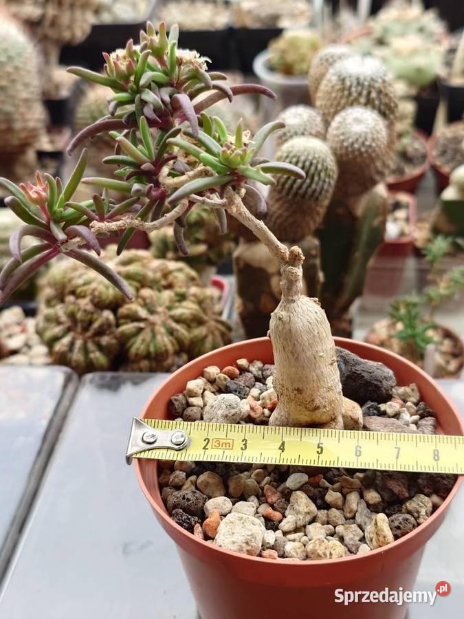 Delosperma bosseranum bonsai 10 lat kaudeks Kaktusy i sukulenty mazowieckie Warszawa sprzedam