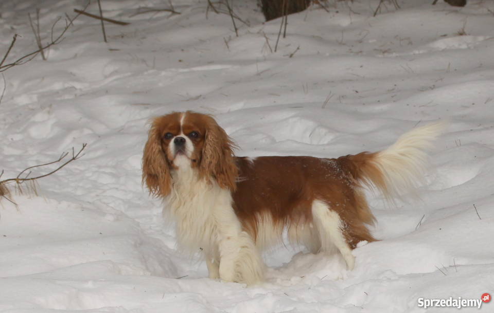 Cavalierki cavalier king charles spaniel sprzedam