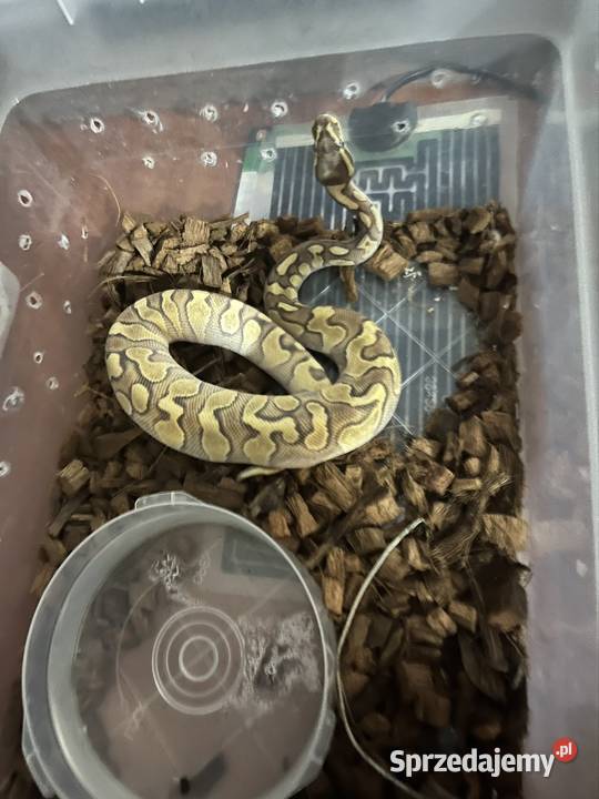 Pyton królewski Poznań