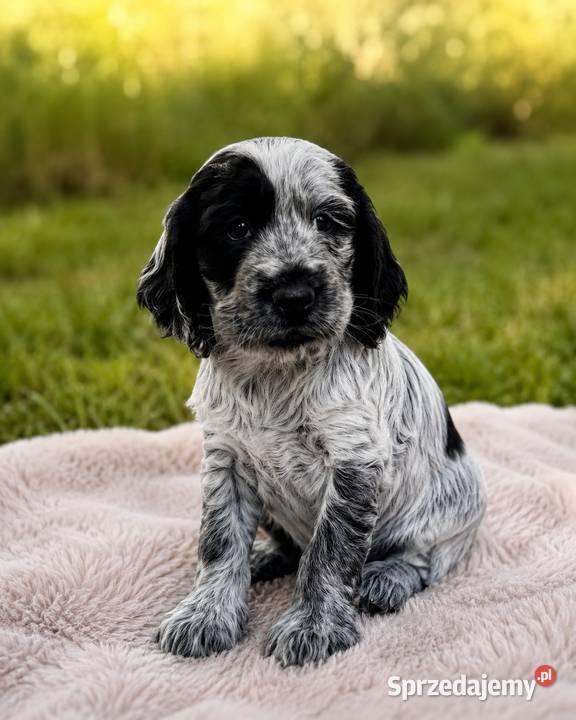 Cocker spaniel angielski Ostrowiec Świętokrzyski