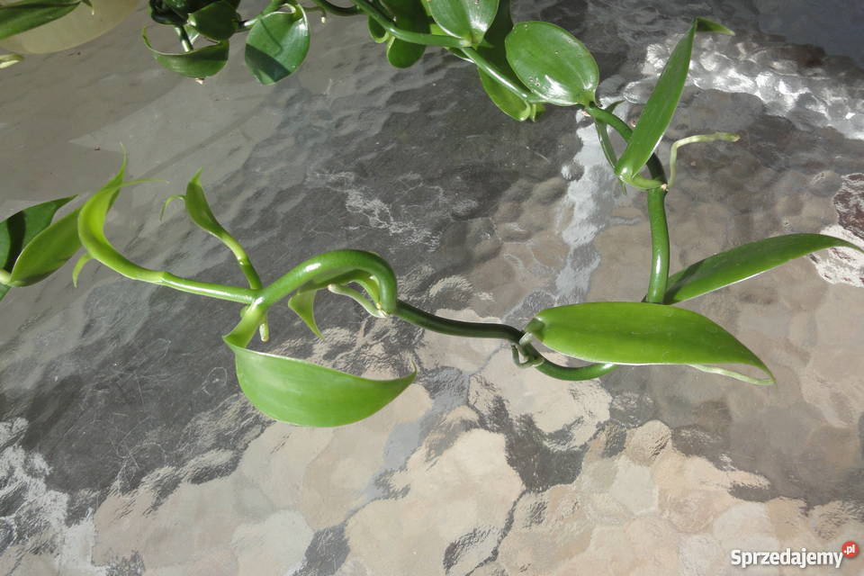 Wanilia pnącze sadzonki wielkopolskie Złotów