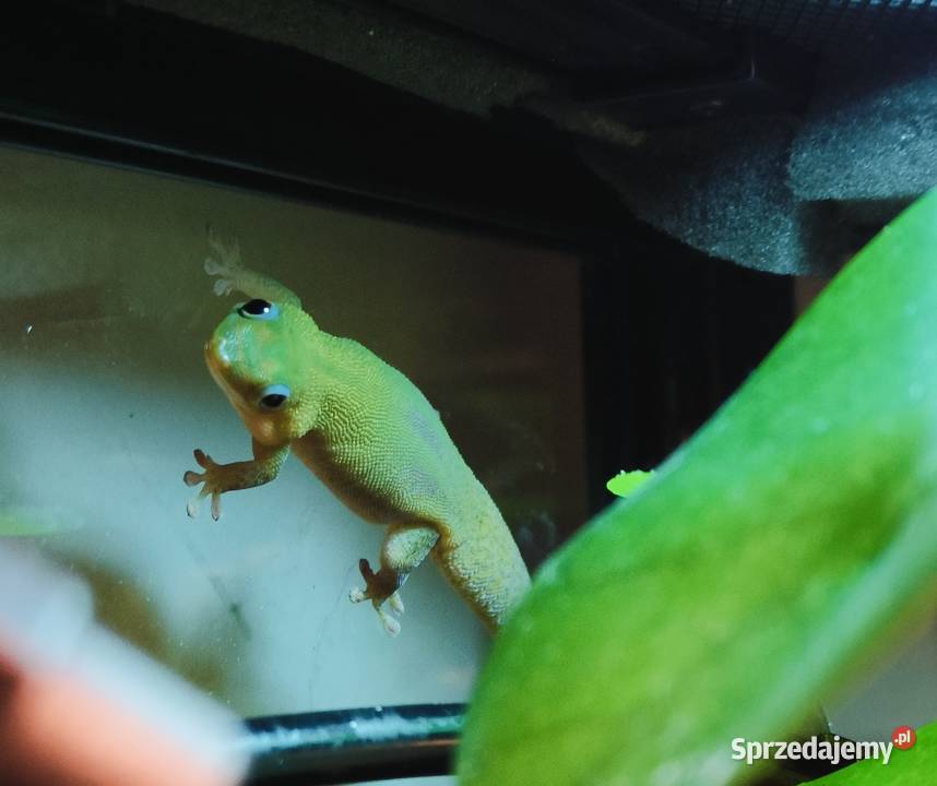 Felsuma złocista gruboogonowa Mielec sprzedam