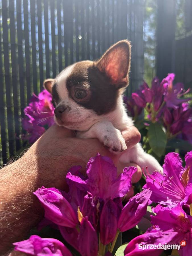 Chihuahua chłopiec dziewczynka mazowieckie mazowieckie Warszawa sprzedam