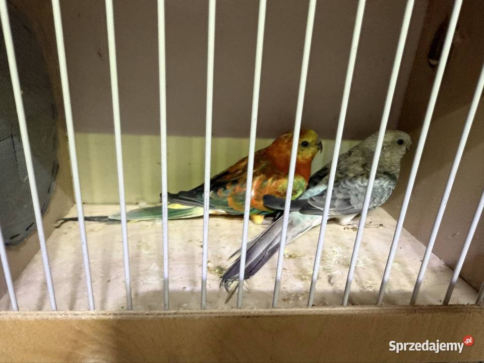 Świergoty dolnośląskie Trzebnica