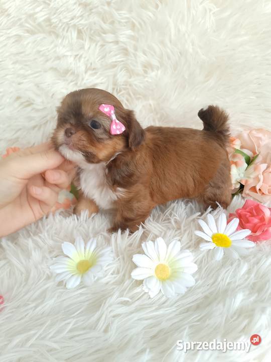 Suczka szuka domku ShihTzu Kluczbork