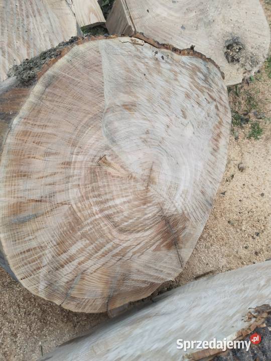 Sprzedam drzewo Jesion Dzwola