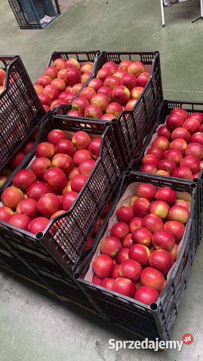 JABŁKA tani 150 Różne odmiany Grójec
