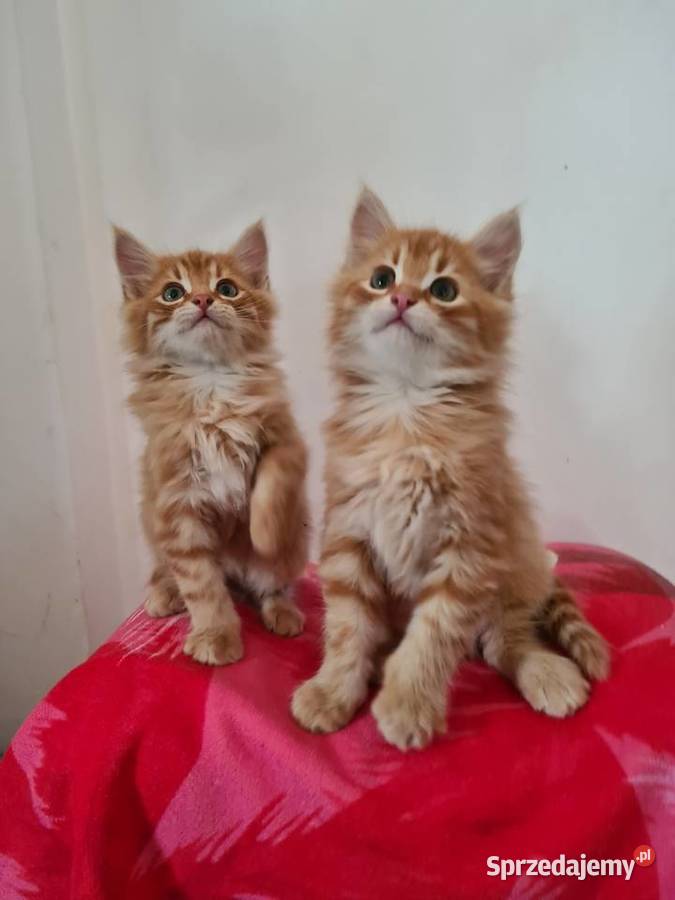 Maine Coon