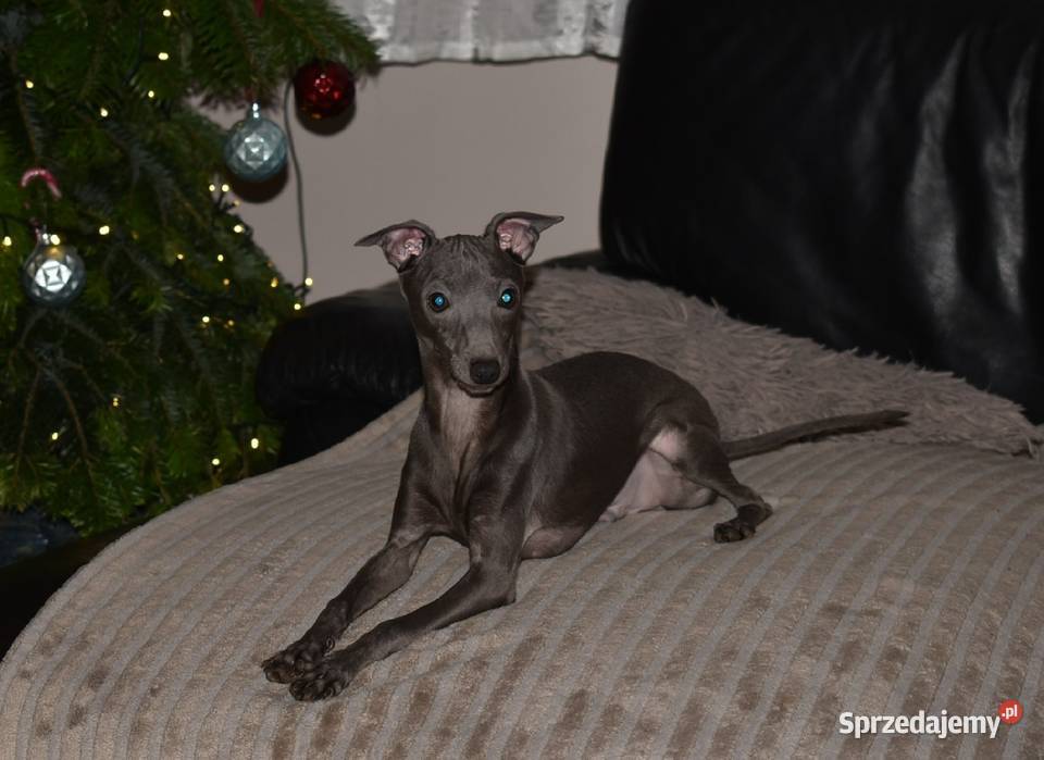 Charcik Włoski piesek ZKwP FCI Zielona Góra