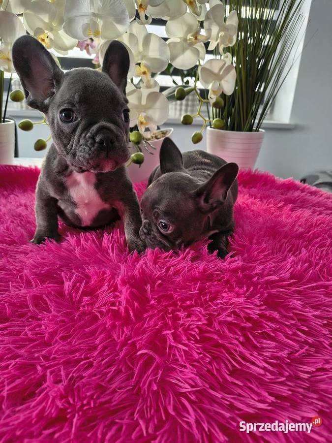 Buldogi francuskie niebieskie Buldog