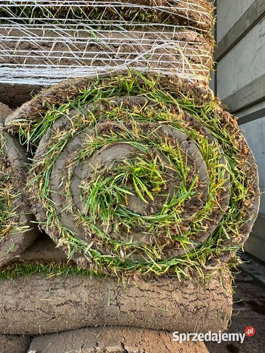 Trawa z rolki trawnik z rolki hurt i detal Skawina