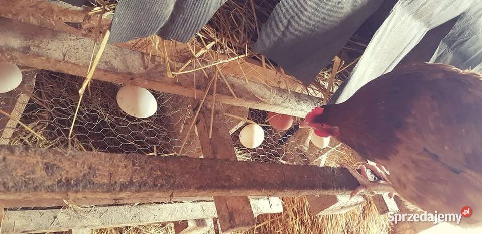 Jaja kurze z gospodarstwa kujawsko-pomorskie Cekcyn