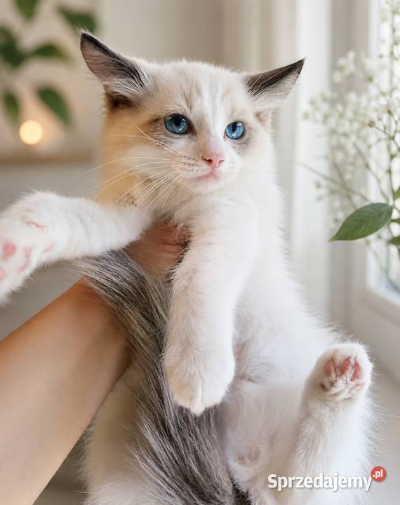 Piękna kotka Ragdoll z rodowodem i wyprawką Łódź