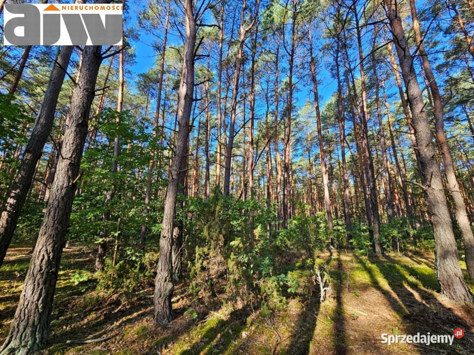 Do sprzedaży działka 1200m2 Izabelin C Izabelin 1200m2 sprzedam