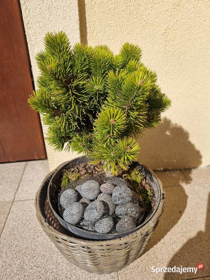 Kosodrzewina szczepiona na pniu Pinus mugo plus Iglaste Lublin