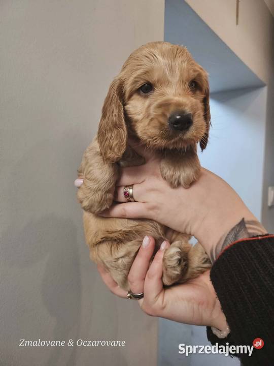 Szczeniaki cocker spaniel sprzedam