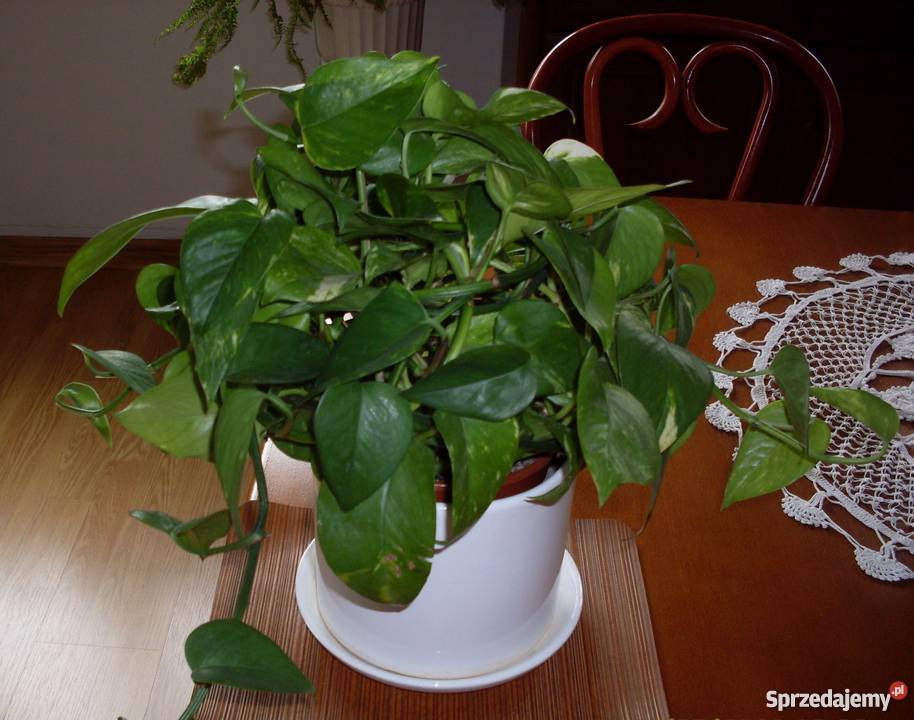 Scindapsus złotyołustek kwiat doniczkowy Poznań