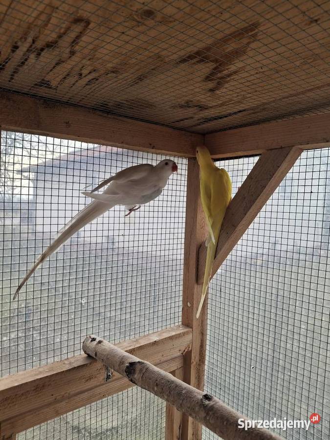 Księżniczki Walii Ptaki sprzedam