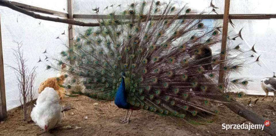 Pawie samice dorosłe 2 3 letnie wysyłam Zamość