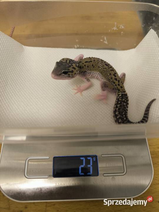 Eublefar lamparci sprzedam