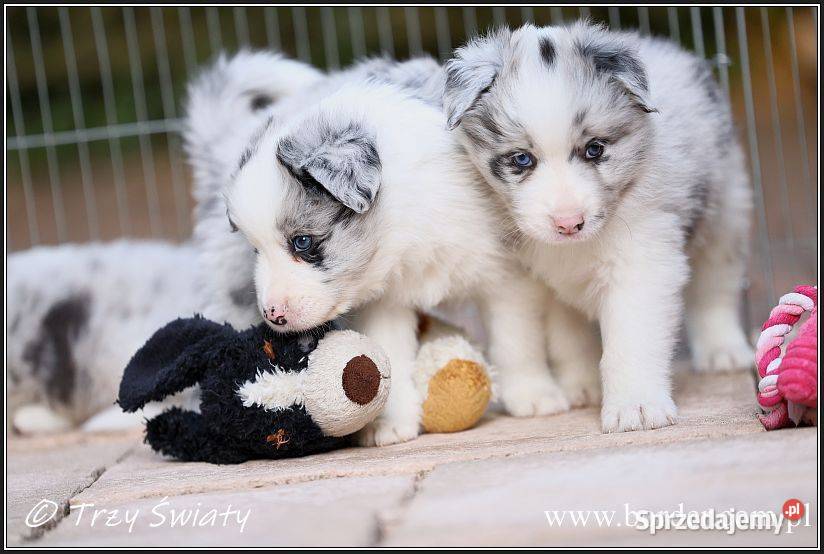 Border Collie szczenięta rodowód ZKwP FCI Pozostałe wielkopolskie
