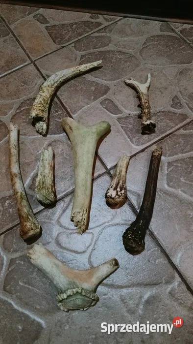 Mix zrzutów jelenia parostków kozła Markocin sprzedam