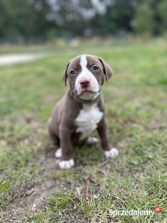 American Pit Bull Terrier suczka Sobków