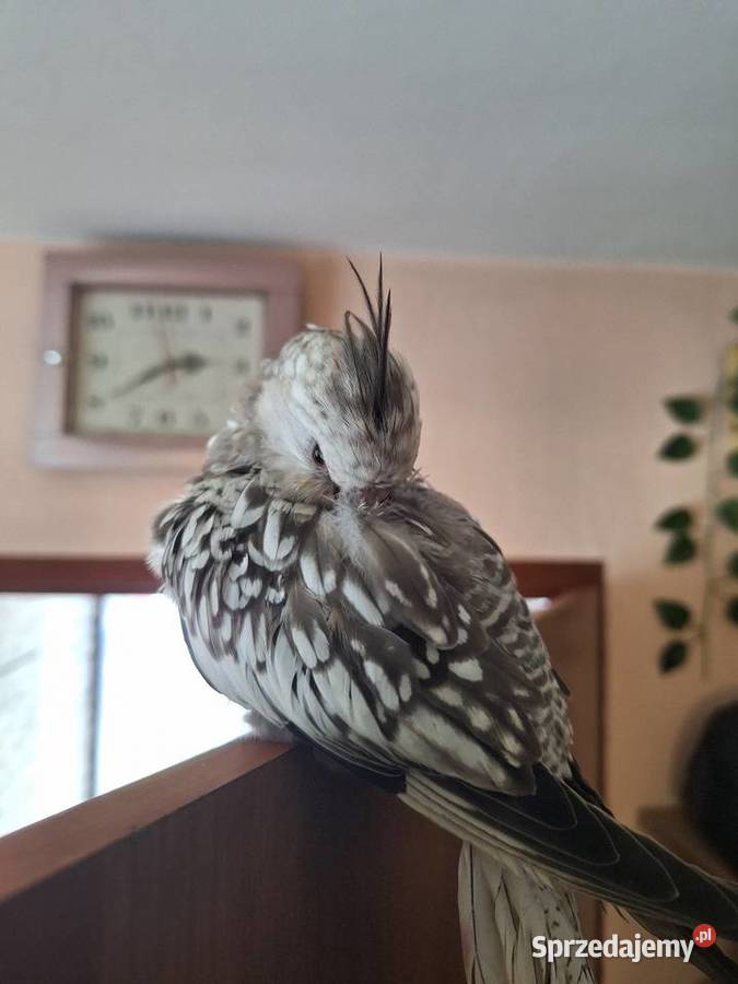 Nimfy ręcznie karmione Dzierzbin