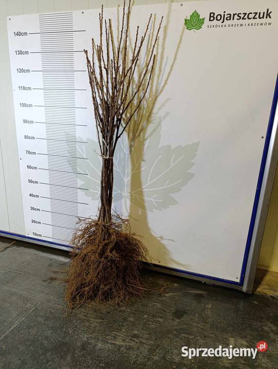 Sadzonki porzeczki czarnej czerwonej białej PA Stary Pożóg