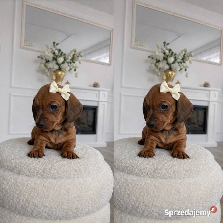 Piękne Jamniczki miniaturki rude małopolskie Kraków