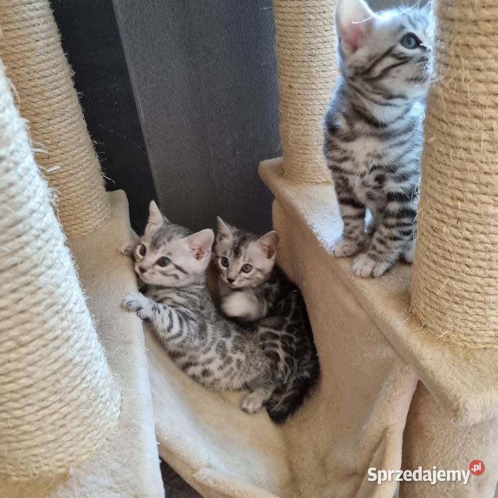 Srebrne kocięta bengalskie Lubliniec